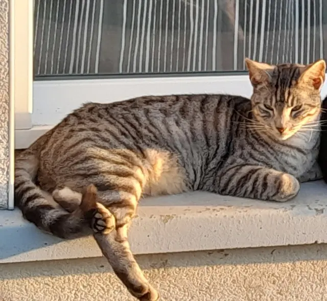chat lost   56460 Val d'Oust Olive
