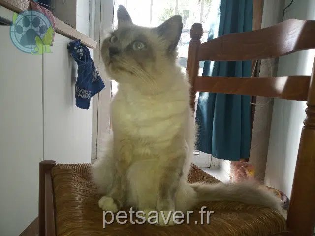 chat lost    Val d'Oust Mimi