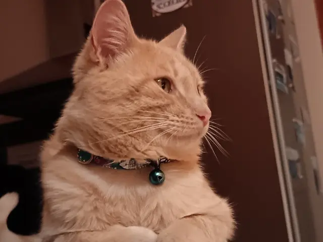 chat lost   56120 Pleugriffet Velours