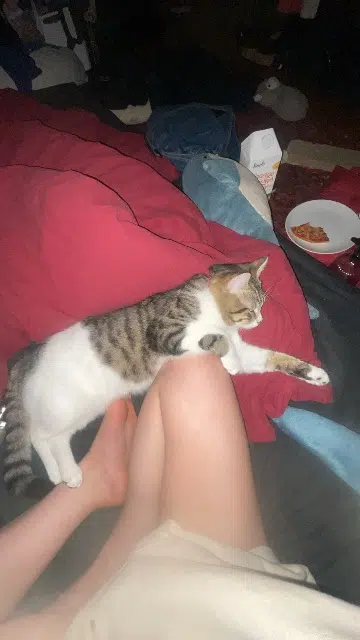 chat lost   56850 Caudan Vishnya