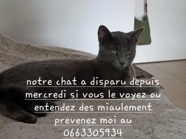 chat lost   56000 Vannes Volt