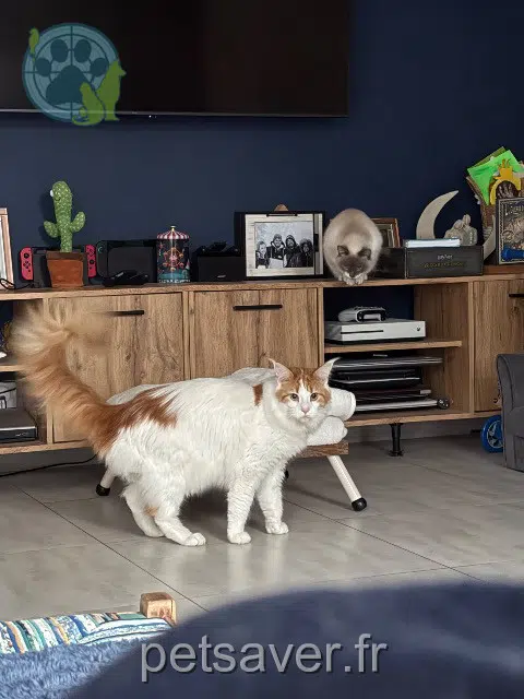 chat lost   56320 Le Faouët Wonka