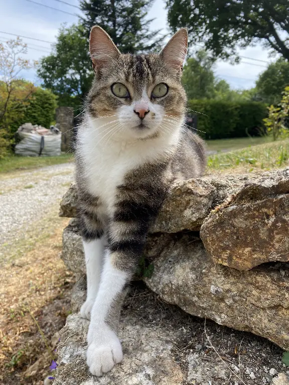 Chat Perdu 56 Morbihan - Woody Chat Perdu 56 Morbihan - Woody