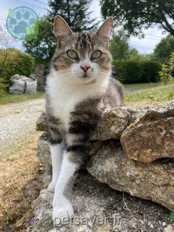 Chat Perdu 56 Morbihan - Woody Chat Perdu 56 Morbihan - Woody