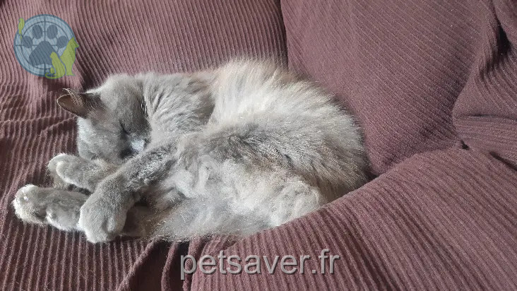 kater vermist 56140 Bohal kater lost 56140 Bohal