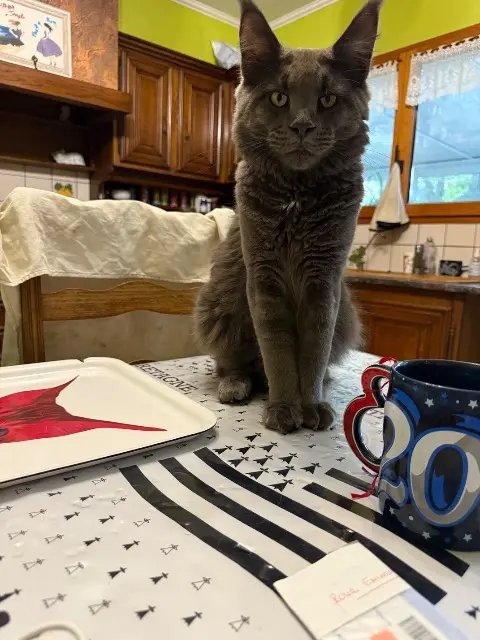 chat lost   56270 Plœmeur Xaron