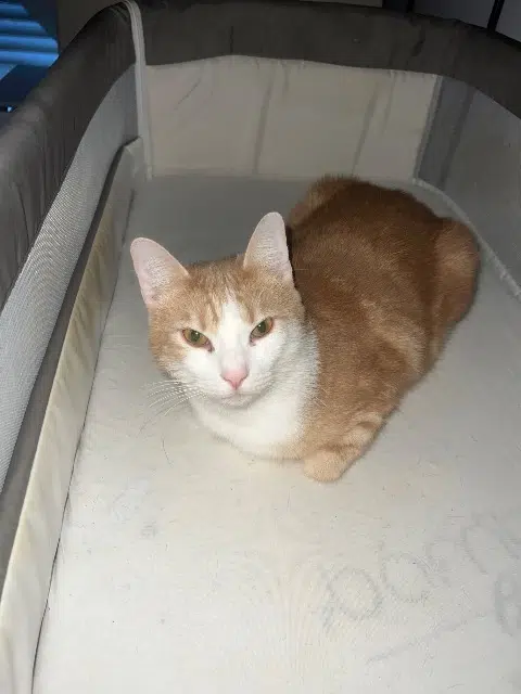 chat lost   56230 Questembert Yoko