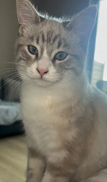 chat lost   56530 Quéven You