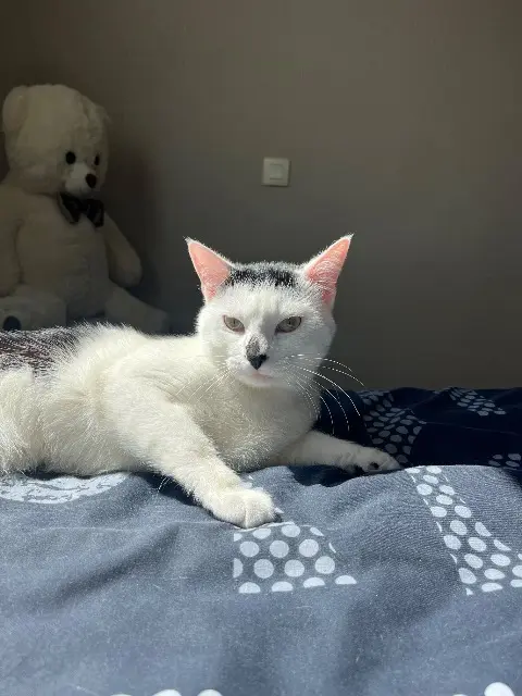 chat lost   56100 Lorient Yummi