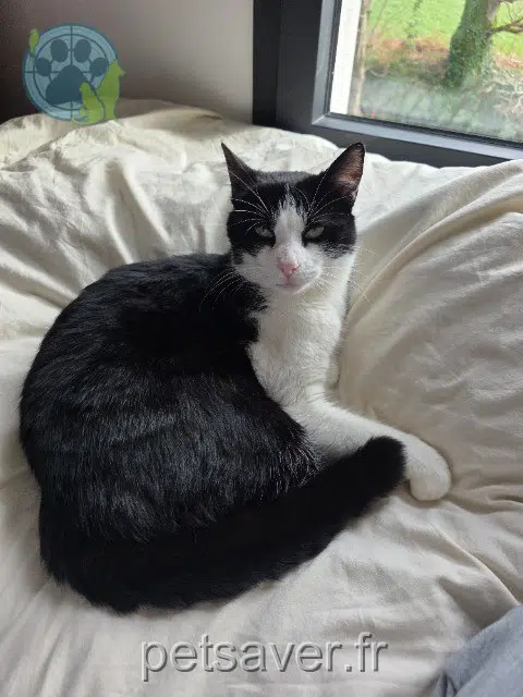 chat lost   56890 Meucon Zeytin