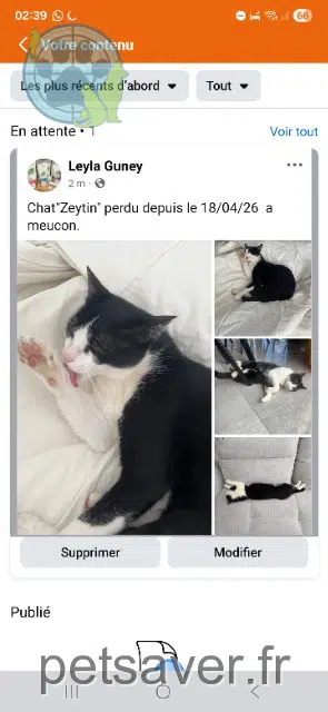 chat lost   56890 Meucon Zeytin