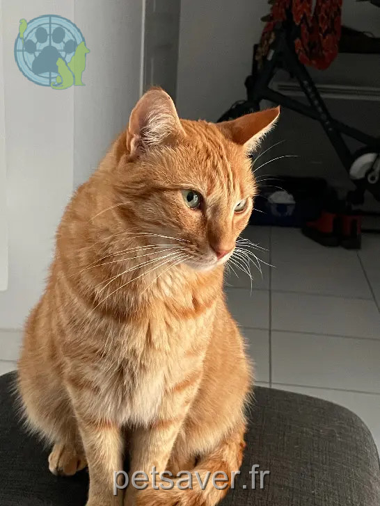 kater vermist Rue du Bois d'Amour 56170 Port Haliguen kater lost Rue du Bois d'Amour 56170 Port Haliguen