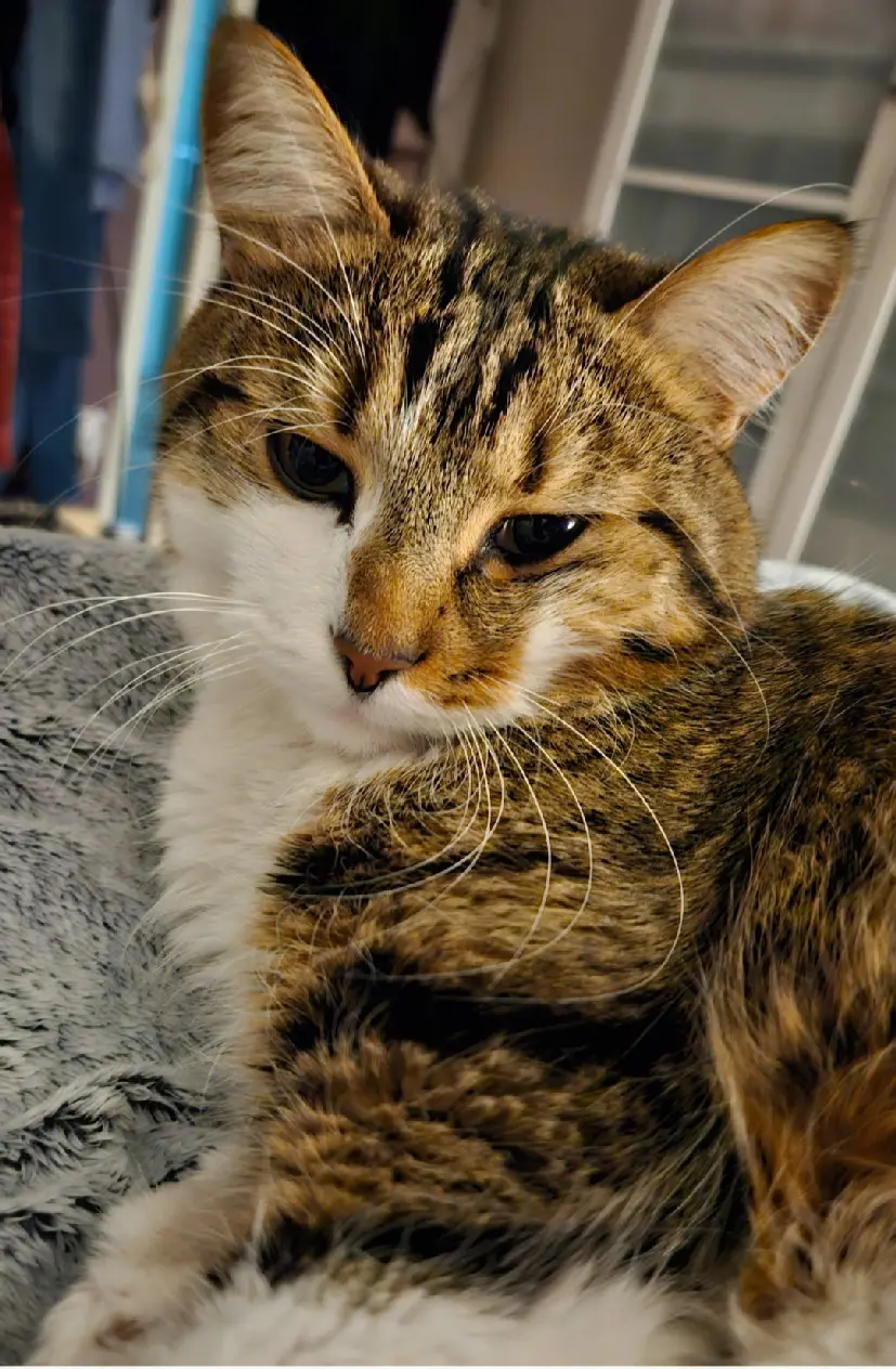 Chat Perdu 56 Morbihan Chat Perdu 56 Morbihan