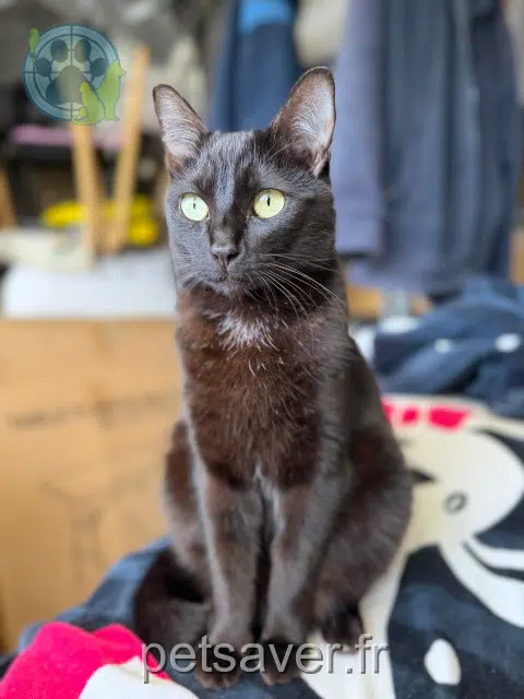 chat lost 56500 Évellys Bidou
