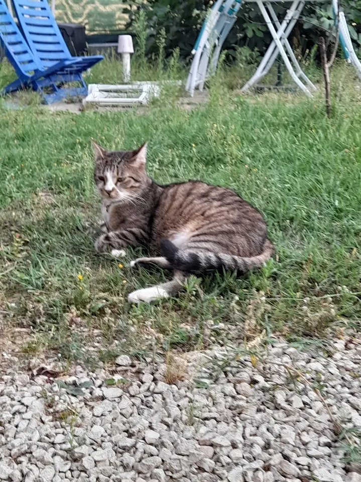 Chat Perdu 56 Morbihan Évellys Chat Perdu 56 Morbihan Évellys