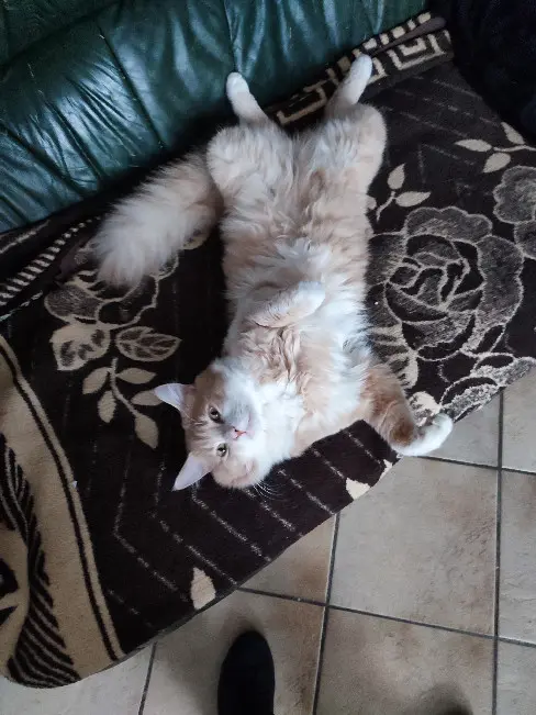 Chat Perdu 57 Moselle Chat Perdu 57 Moselle