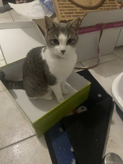 chat lost   57380 Faulquemont Ajax