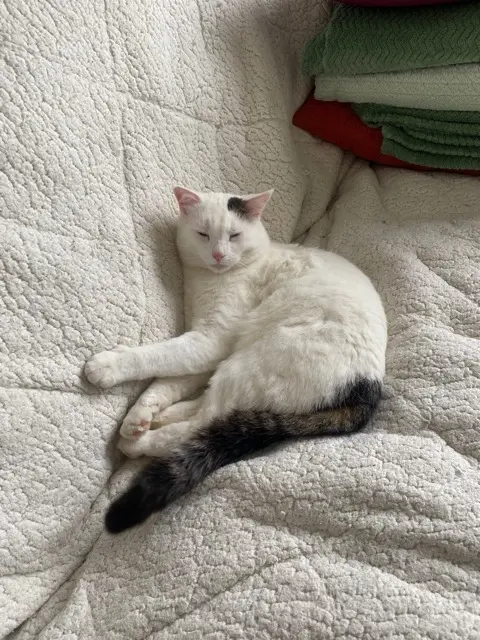 chat perdu 57245 Jury Anakin chat lost 57245 Jury Anakin