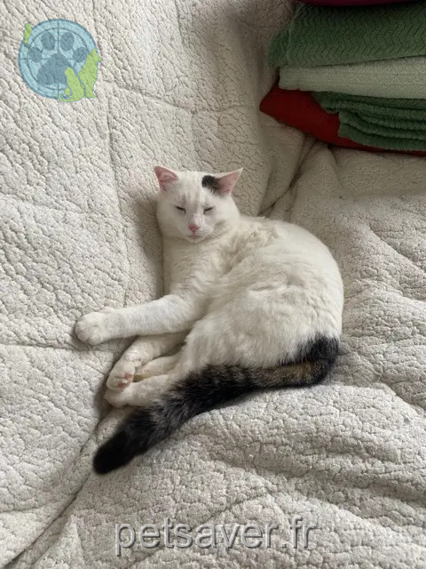 chat perdu 57245 Jury Anakin chat lost 57245 Jury Anakin