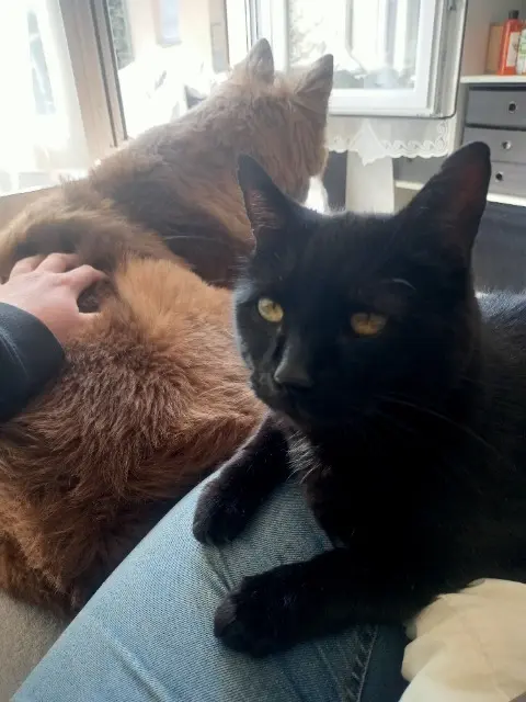 chat lost   57280 Maizières-lès-Metz Argo