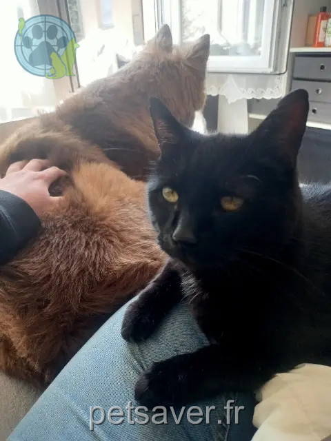 chat perdu 57280 Maizières-lès-Metz Argo chat lost 57280 Maizières-lès-Metz Argo