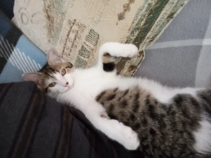 Chat Perdu 57 Moselle - Arthur Chat Perdu 57 Moselle - Arthur