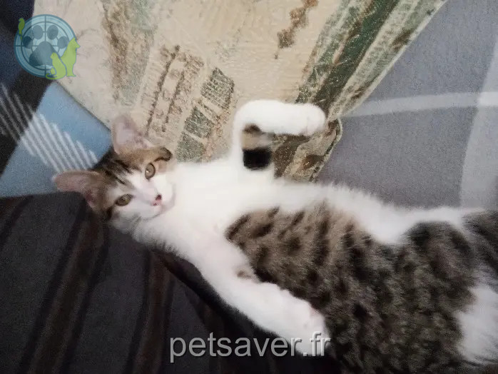 Chat Perdu 57 Moselle - Arthur Chat Perdu 57 Moselle - Arthur