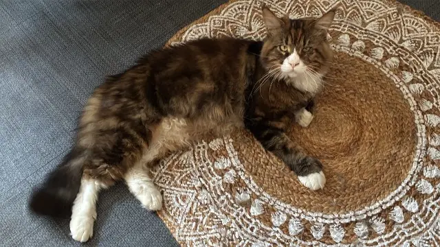 chat lost   57510 Puttelange-aux-Lacs Aslan