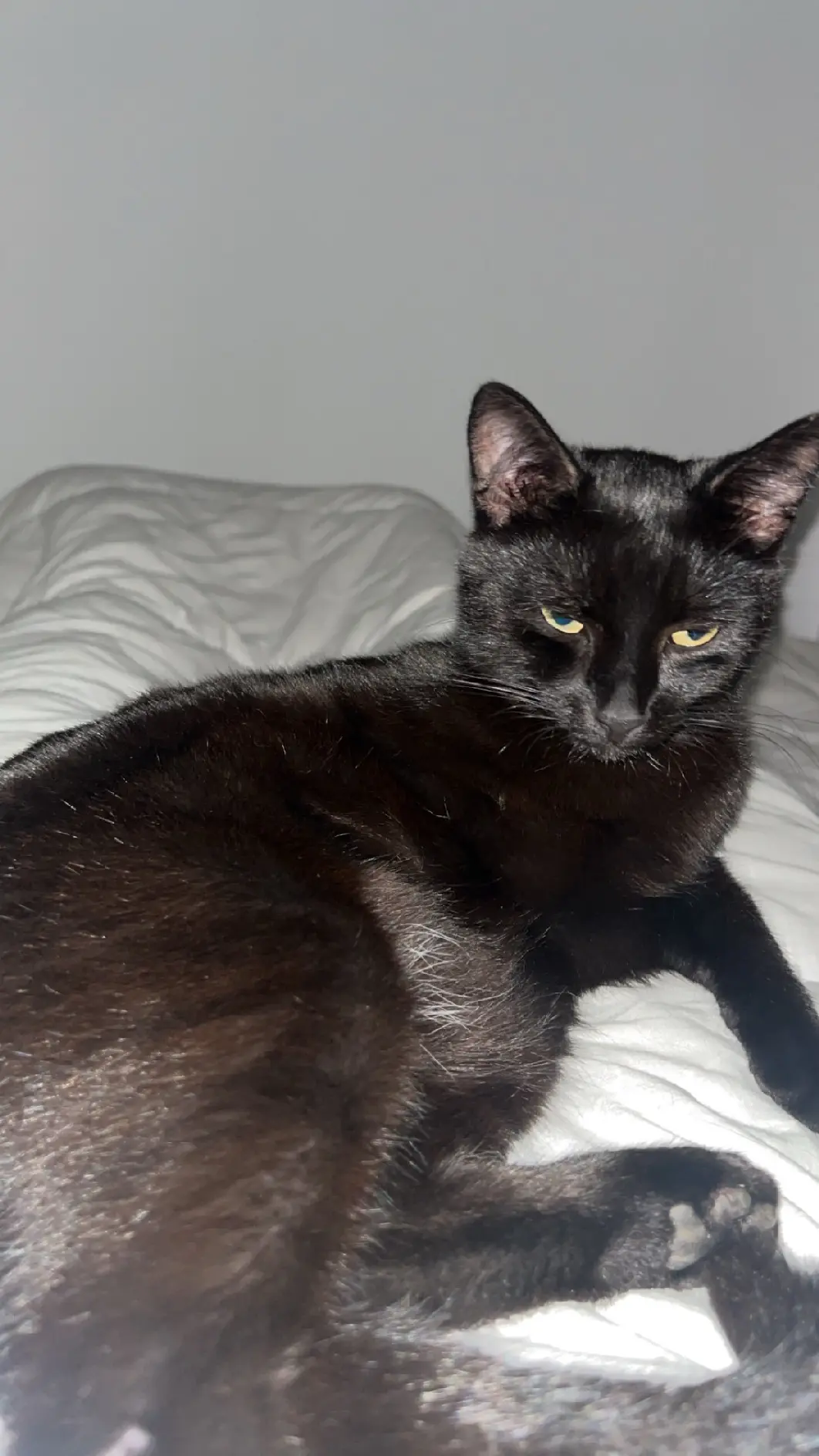 Chat Perdu 57 Moselle - Asta Chat Perdu 57 Moselle - Asta