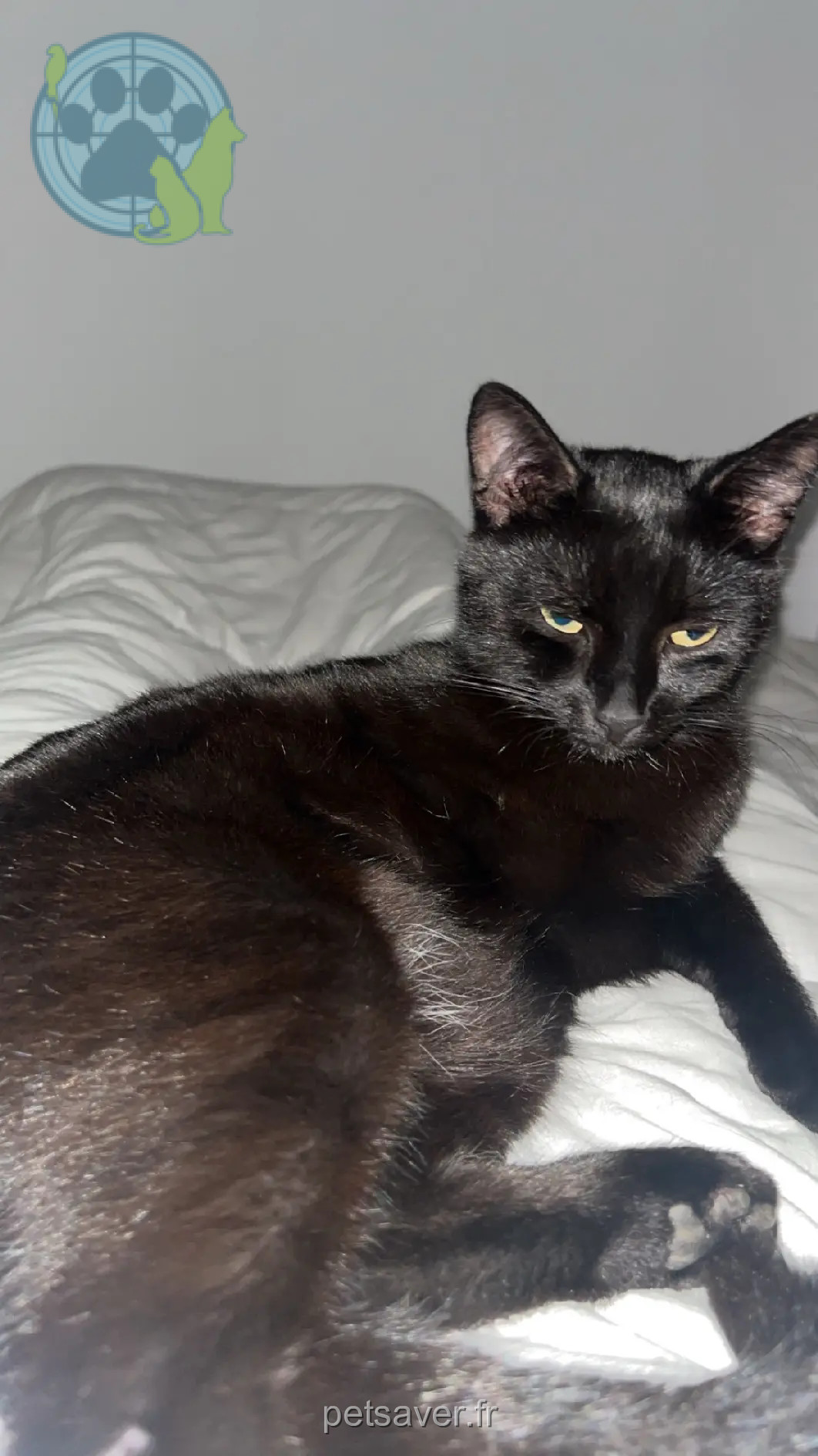 Chat Perdu 57 Moselle - Asta Chat Perdu 57 Moselle - Asta