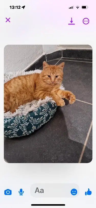 Chat Perdu 57 Moselle Chat Perdu 57 Moselle