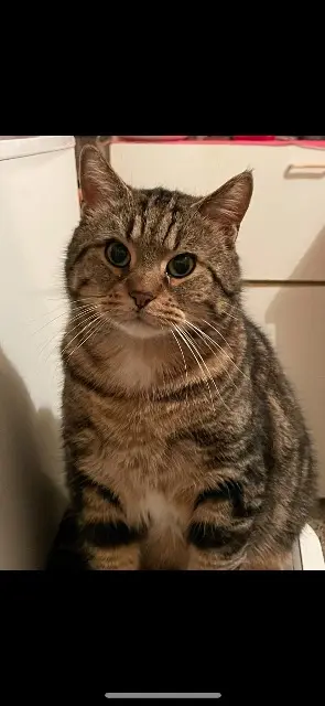 chat lost   57250 Moyeuvre-Grande Bouboul