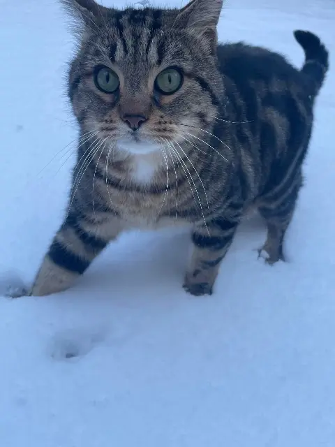 chat lost   57250 Moyeuvre-Grande Bouboule