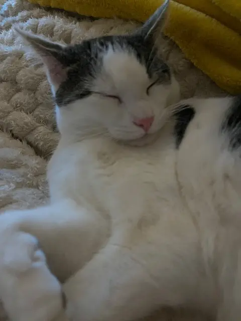 chat lost   57830 Xouaxange Bretzel
