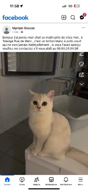 chat lost   57525 Talange Coco
