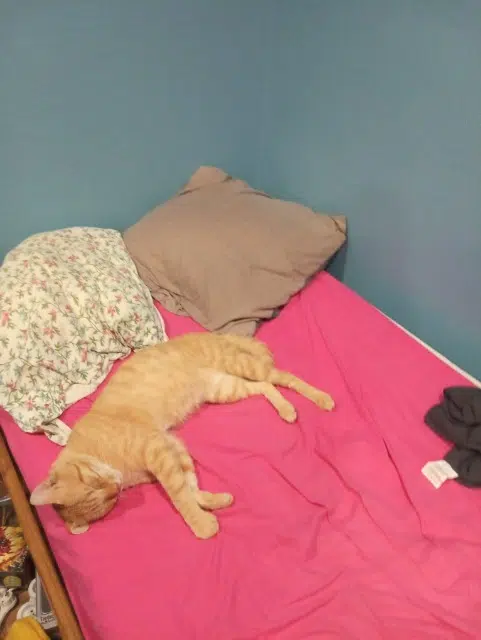 chat lost   57700 Hayange Cookie