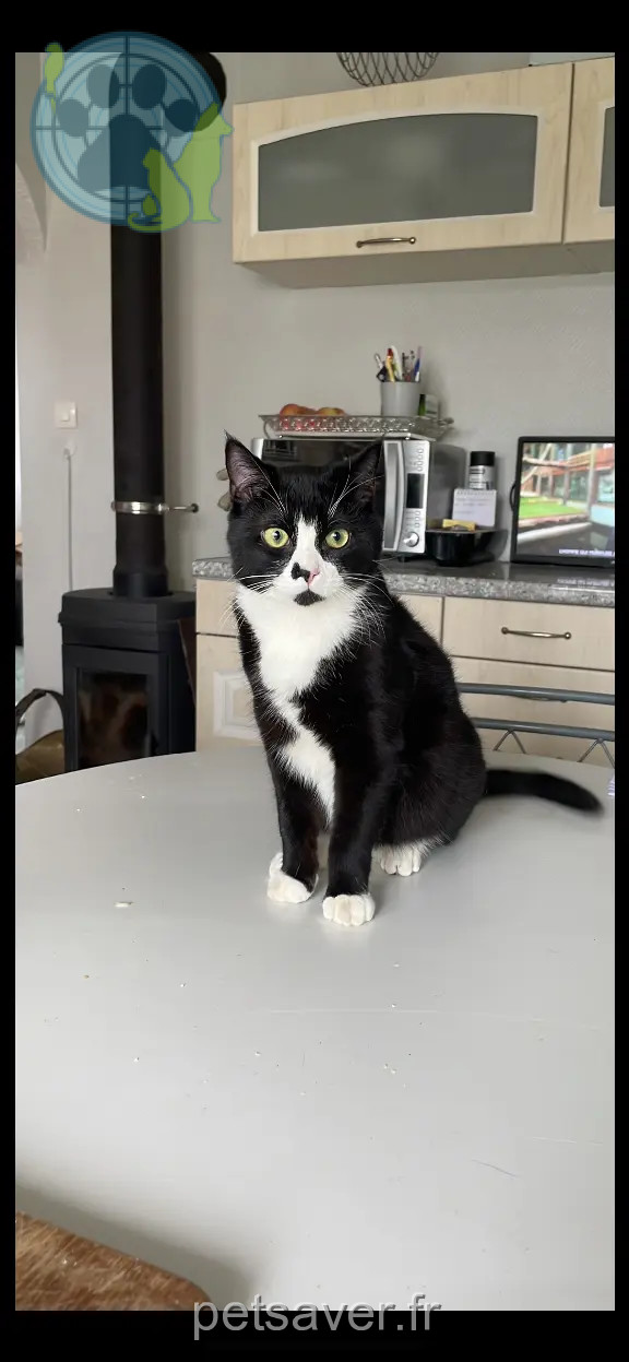 Chat Perdu 57 Moselle - Corleon-/-corny Chat Perdu 57 Moselle - Corleon-/-corny