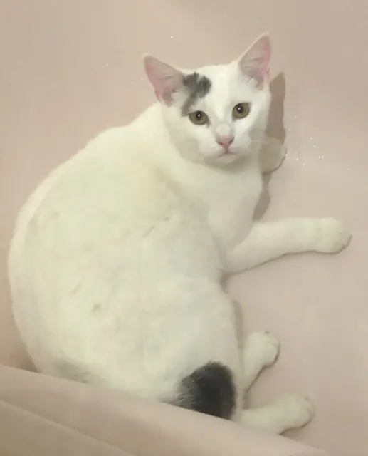 chat lost   57690 Elvange Coton
