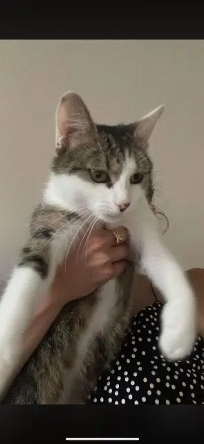 chat lost   57100 Thionville Croustie