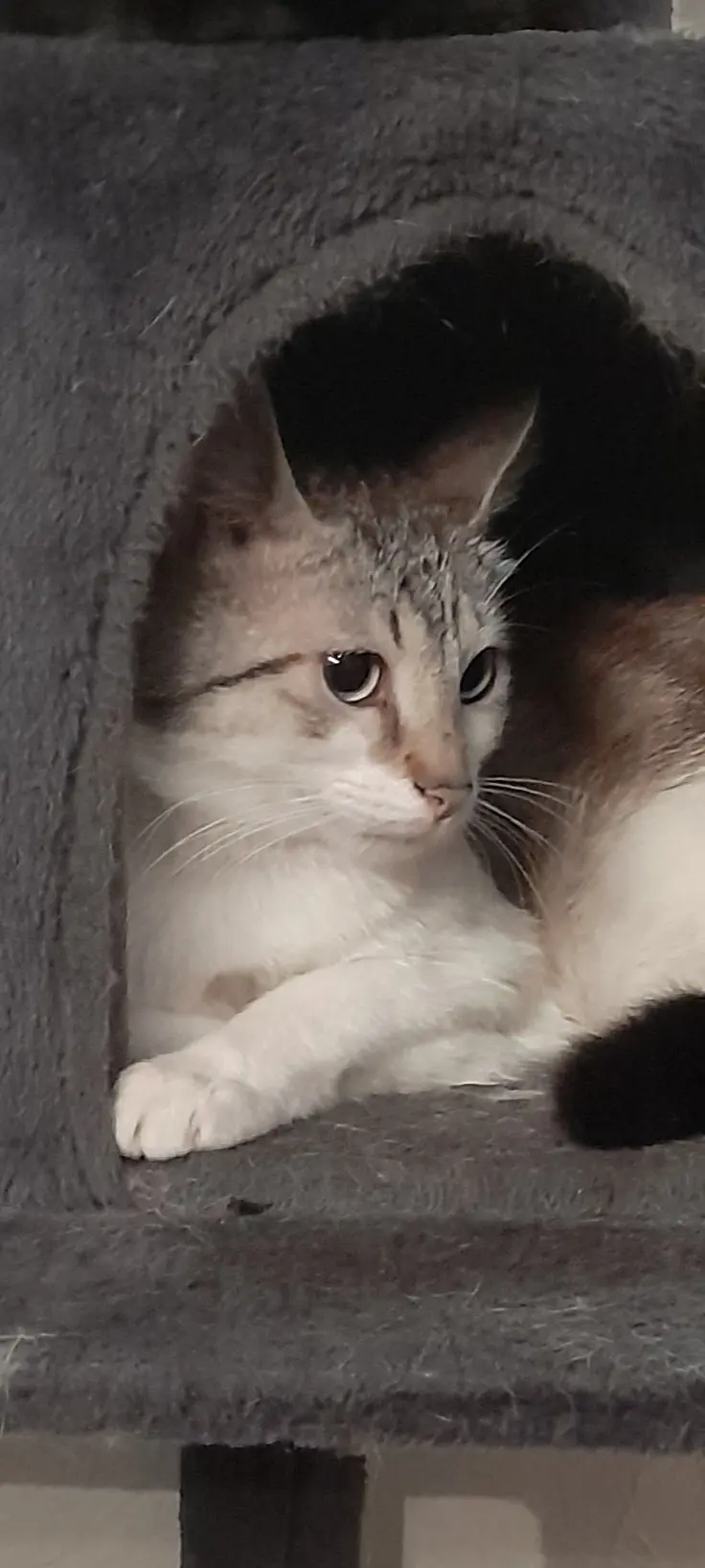 Chat Perdu 57 Moselle Chat Perdu 57 Moselle