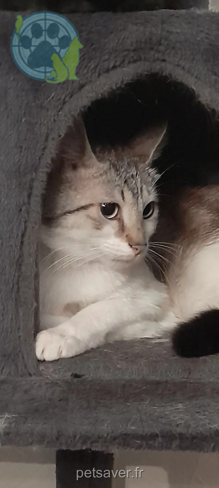 Chat Perdu 57 Moselle Chat Perdu 57 Moselle