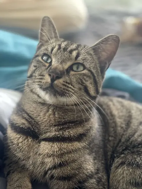 chat lost   57070 Saint-Julien-lès-Metz Dadou