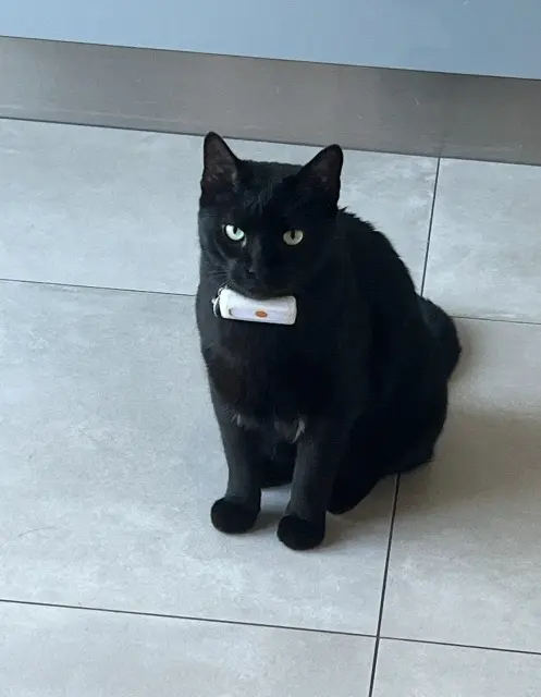 chat lost   57310 Bousse Drogo
