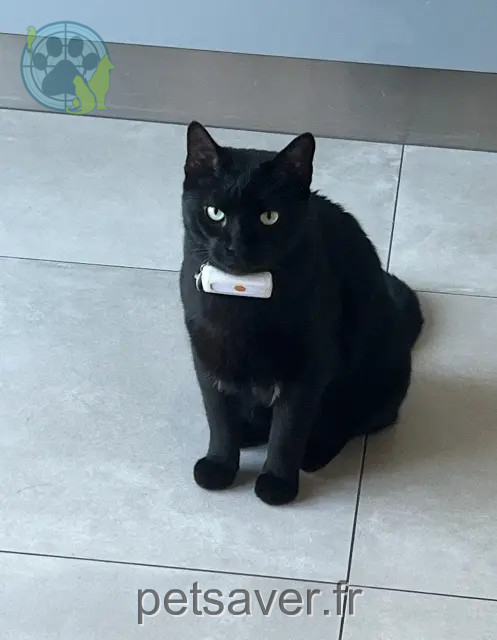 gatto perso 57310 Bousse Drogo gatto lost 57310 Bousse Drogo