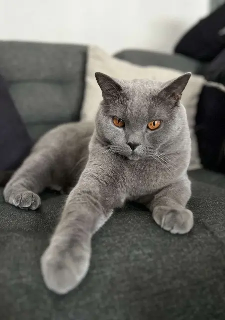chat lost   57180 Terville Duman