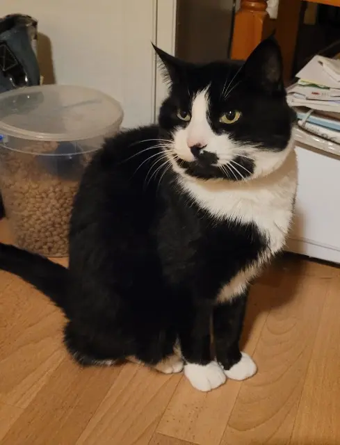 chat lost   57415 Enchenberg Felix