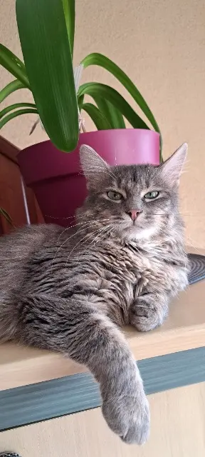 chat lost   57650 Fontoy Fendi ou bébé