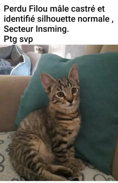 chat lost   57670 Insming Filou