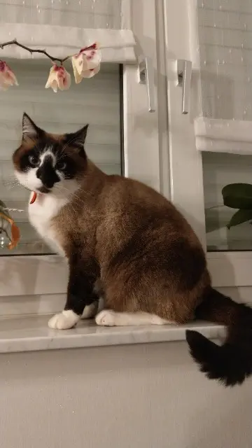 chat lost   57200 Frauenberg Flocon