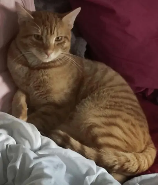 chat lost   57970 Yutz Fouinette